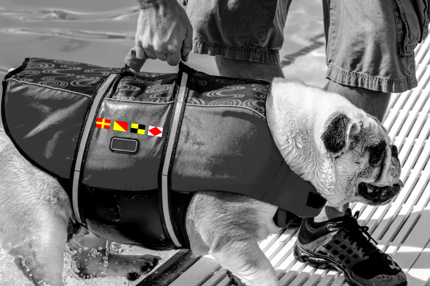 Webetikett auf Hundeschwimmweste